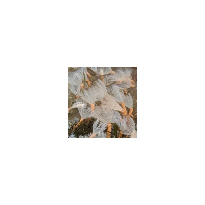 Bispira brunnea (White) | putkimato | Akvaariokeidas