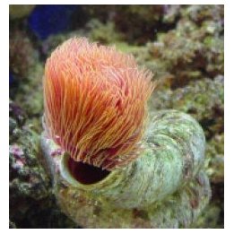 Protula bispiralis (Orange) | putkimato | Akvaariokeidas
