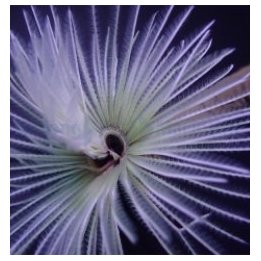 Sabellastarte spp. (White) | putkimato | Akvaariokeidas