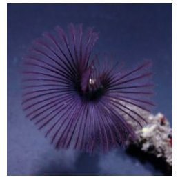 Sabellastarte spp. (Purple) | putkimato | Akvaariokeidas