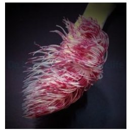Protula bispiralis (Red-White) | putkimato | Akvaariokeidas