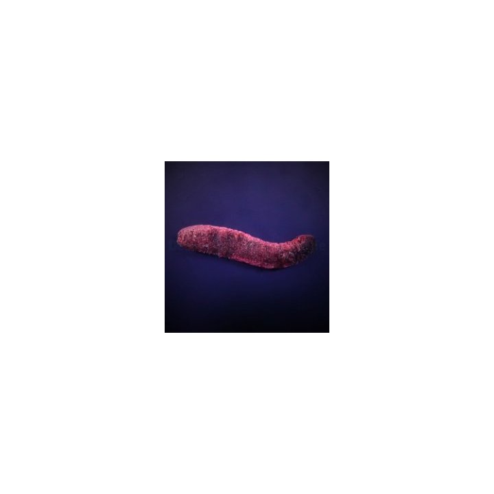 Holothuria edulis | piikkinahkainen | Akvaariokeidas
