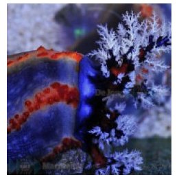 Pseudocolochirus axiologus (Australia) | piikkinahkainen | …