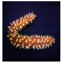 Holothuria (Mertensiothuria) hilla | piikkinahkainen | Akva…