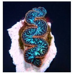 Tridacna maxima (Blue) (Ultra) (Pacific) (6cm) | simpukka (…