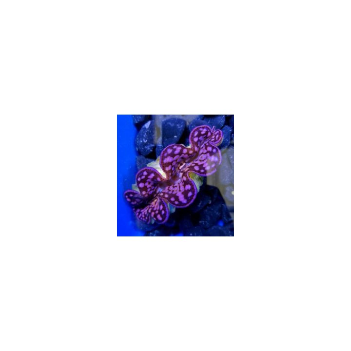 Tridacna maxima (Pink-Purple) (13cm) | simpukka (Tridacna) …