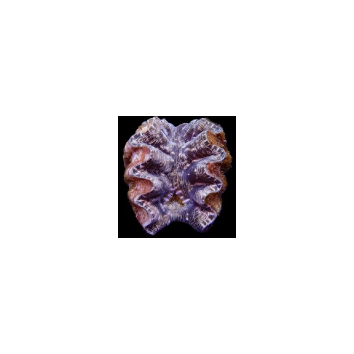 Hippopus hippopus (16-20cm) | simpukka (Tridacna) | Akvaari…