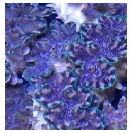 Tridacna squamosina (10cm) | simpukka (Tridacna) | Akvaario…