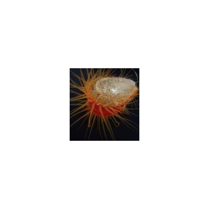 Ctenoides scaber | simpukka (Tridacna) | Akvaariokeidas