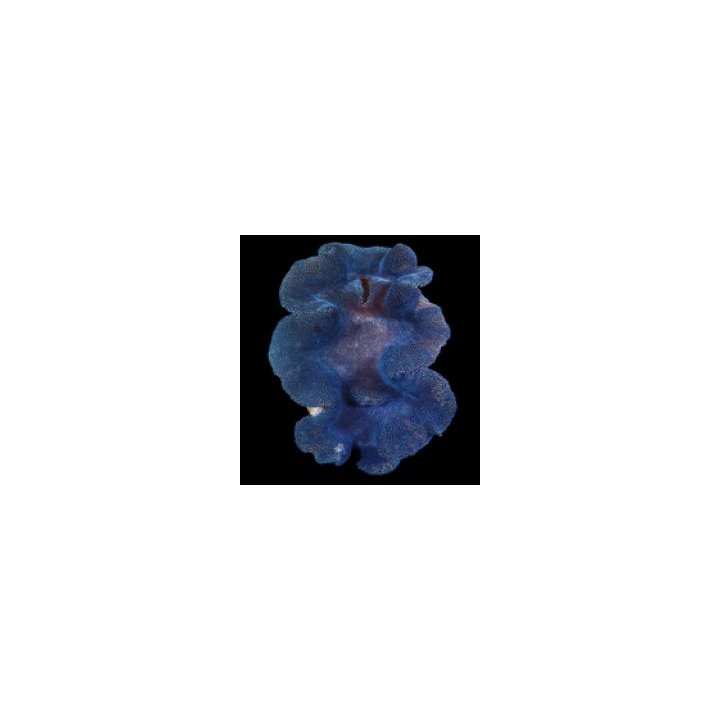 Tridacna squamosa (Blue) (8cm) | simpukka (Tridacna) | Akva…