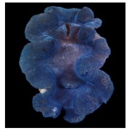 Tridacna squamosa (Blue) (5cm) | simpukka (Tridacna) | Akva…