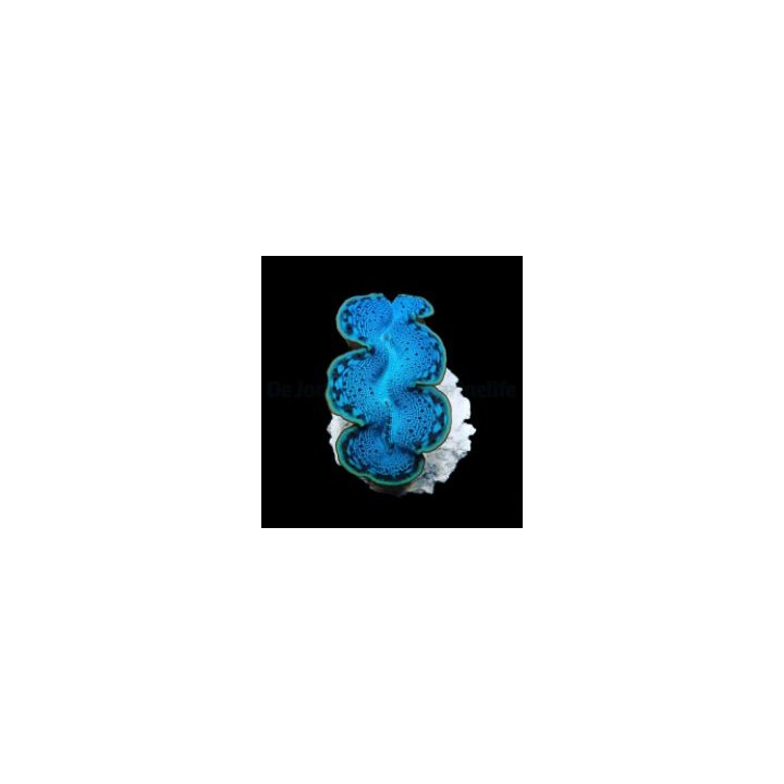 Tridacna maxima (Blue) (14cm) | simpukka (Tridacna) | Akvaa…
