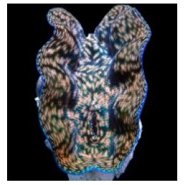 Tridacna derasa (12cm) | simpukka (Tridacna) | Akvaariokeid…