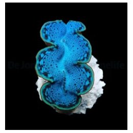 Tridacna maxima (Blue) (8cm) | simpukka (Tridacna) | Akvaar…
