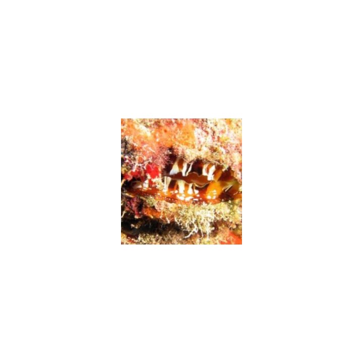 Spondylus americanus | simpukka (Tridacna) | Akvaariokeidas