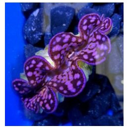 Tridacna maxima (Pink-Purple) (11cm) | simpukka (Tridacna) …