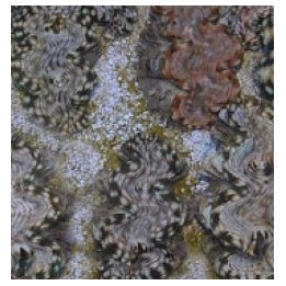Tridacna squamosa (Premium) (5cm) | simpukka (Tridacna) | A…