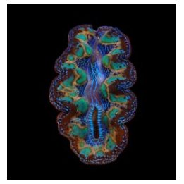 Tridacna Crocea (Ultra) (8cm) | simpukka (Tridacna) | Akvaa…