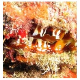 Spondylus americanus | simpukka (Tridacna) | Akvaariokeidas