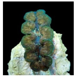 Tridacna Crocea (10cm) | simpukka (Tridacna) | Akvaariokeid…