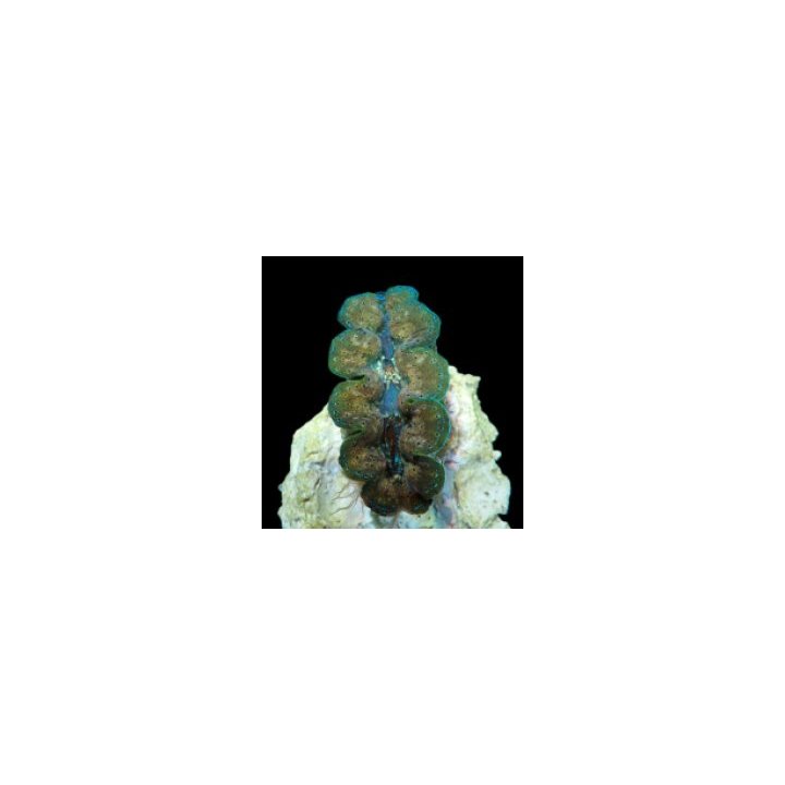 Tridacna Crocea (10cm) | simpukka (Tridacna) | Akvaariokeid…