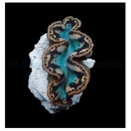 Tridacna maxima (Yellow-Gold) (10cm) | simpukka (Tridacna) …