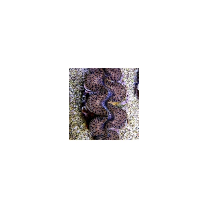 Tridacna maxima (Tear Drop) (5cm) | simpukka (Tridacna) | A…