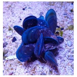 Perna viridis (Cluster) | simpukka (Tridacna) | Akvaariokei…