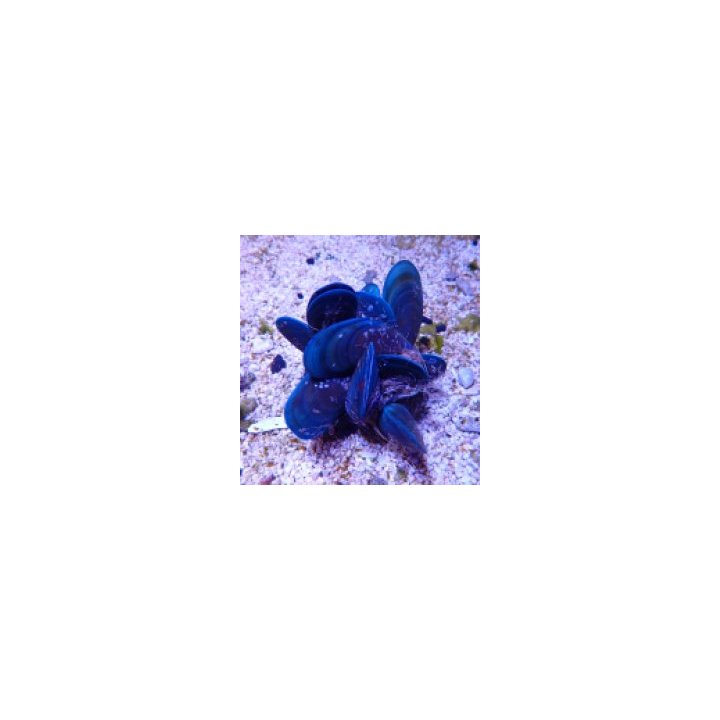 Perna viridis (Cluster) | simpukka (Tridacna) | Akvaariokei…