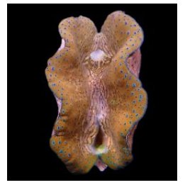 Tridacna gigas (13-15cm) | simpukka (Tridacna) | Akvaarioke…