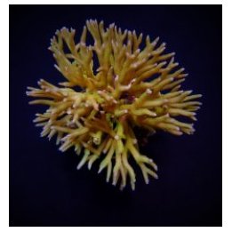 Seriatopora hystrix (Green) (frag) | SPS-kivikoralli | Akva…
