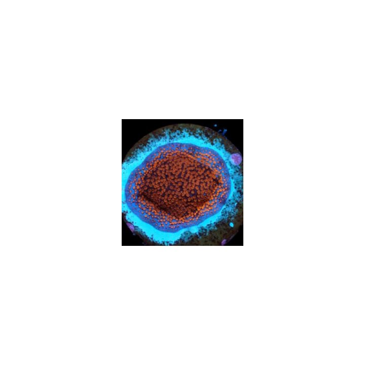 Montipora spp. (Superman) (frag) | SPS-kivikoralli | Akvaar…
