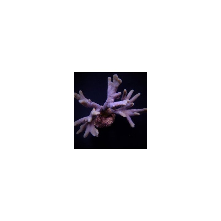 Montipora spp. (Branched) (Blue polyp) (frag) | SPS-kivikor…