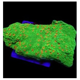 Montipora spp. (Chilli Pepper) (frag) | SPS-kivikoralli | A…