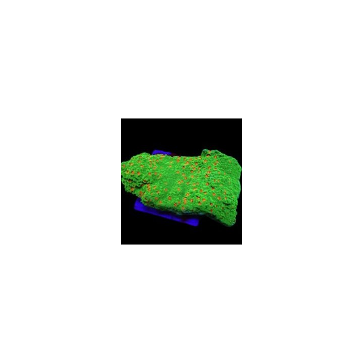 Montipora spp. (Chilli Pepper) (frag) | SPS-kivikoralli | A…