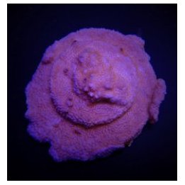 Montipora spp. (Encrusting) (Red polyp) (frag) | SPS-kiviko…