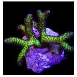 Seriatopora guttatus (Bird of Paradise) (frag) | SPS-kiviko…