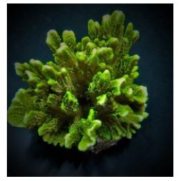 Montipora confusa (frag) | SPS-kivikoralli | Akvaariokeidas
