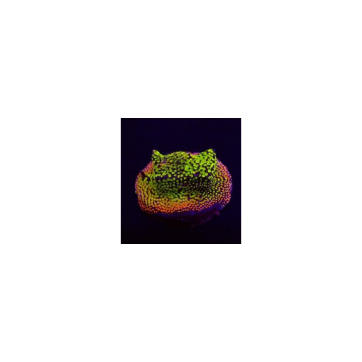 Montipora spp. (Fruity) (frag) | SPS-kivikoralli | Akvaario…