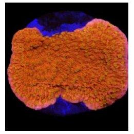 Montipora spp. (Sunburst) (frag) | SPS-kivikoralli | Akvaar…
