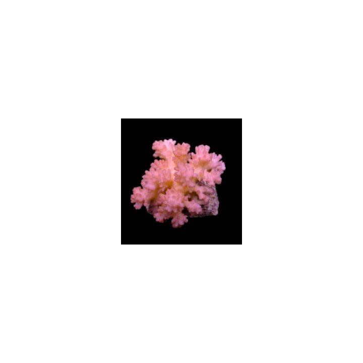 Pocillopora verrucosa (Pink) (frag) | SPS-kivikoralli | Akv…