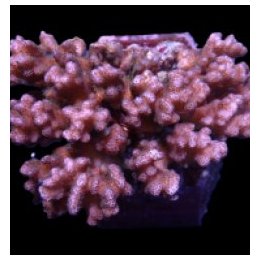 Pocillopora damicornis (Pink) (frag) | SPS-kivikoralli | Ak…