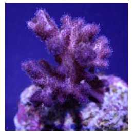 Pocillopora acuta (Pink-Purple) (frag) | SPS-kivikoralli | …