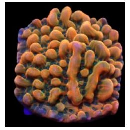 Montipora danae (JF Brain Freeze) (frag) | SPS-kivikoralli …