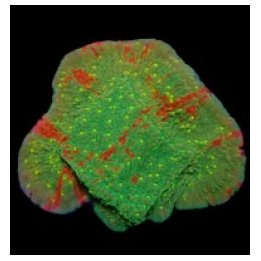 Montipora spp. (WWC Sunfire Grafted) (frag) | SPS-kivikoral…
