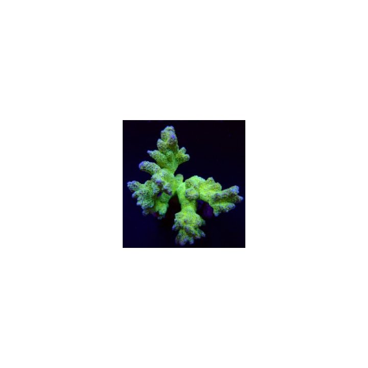 Montipora malampaya (frag) | SPS-kivikoralli | Akvaariokeid…