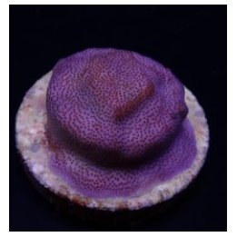 Montipora spp. (Encrusting) (Purple-Blue polyp) (frag) | SP…