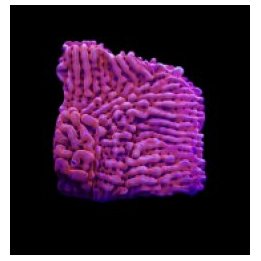 Montipora danae (JF Mean Streak) (frag) | SPS-kivikoralli |…