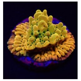 Montipora danae (Ultra) (frag) | SPS-kivikoralli | Akvaario…
