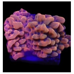 Montipora danae (JF Altered Ego) (frag) | SPS-kivikoralli |…